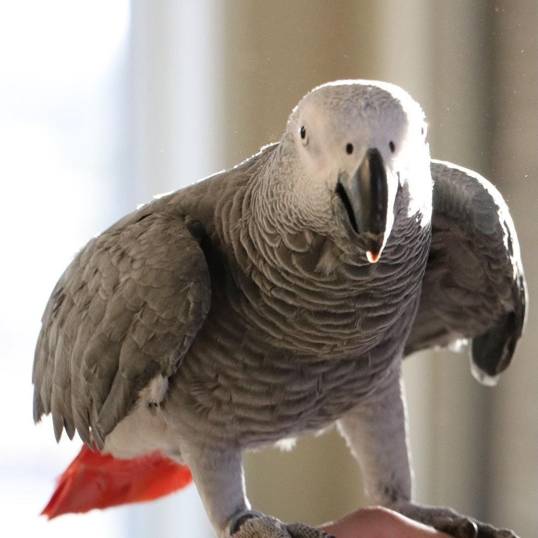 African Greys for sale in Netherlands