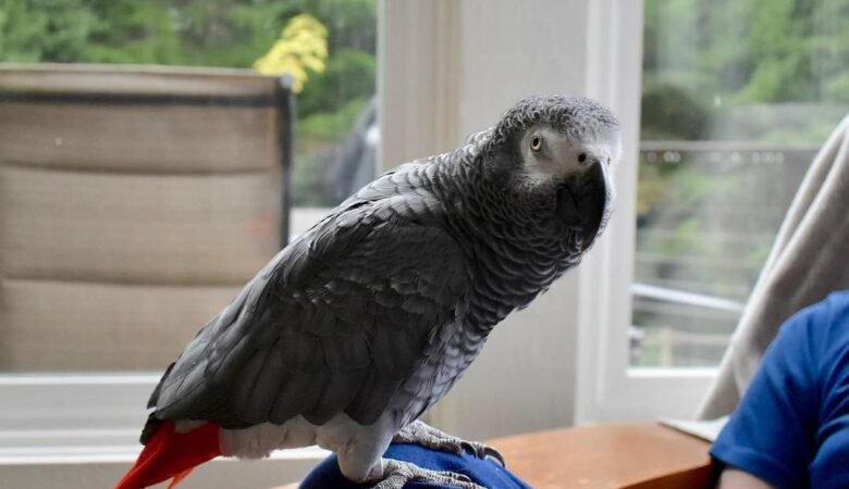 African Greys for sale in Australia
