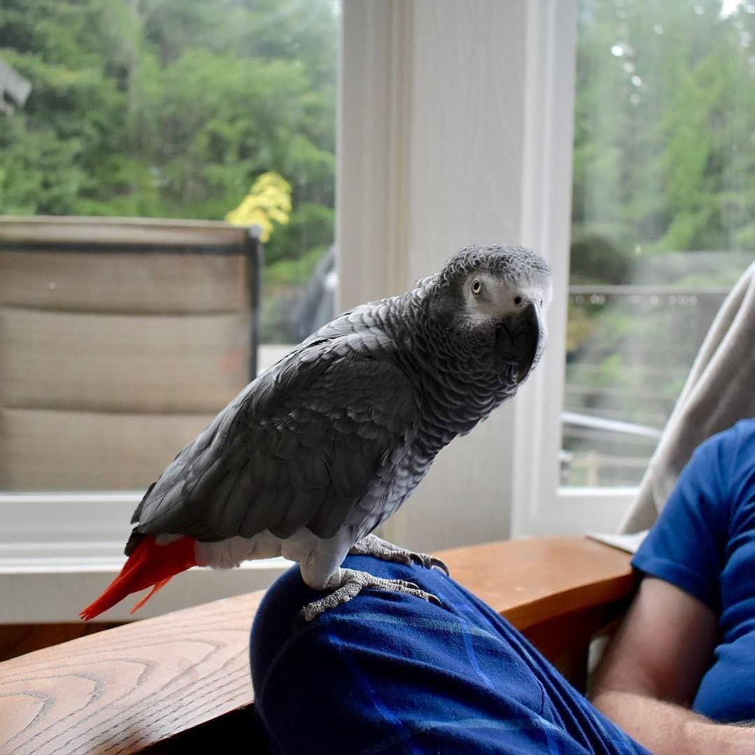 African Greys for sale in Australia
