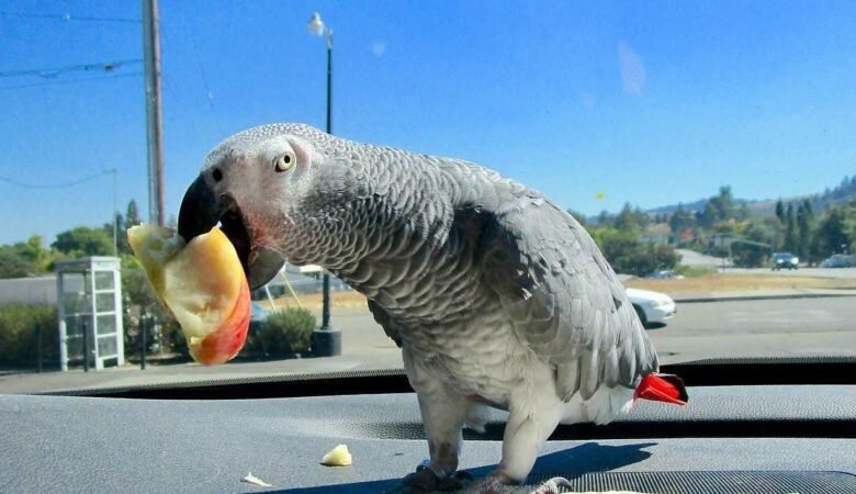African Greys for sale in Denmark
