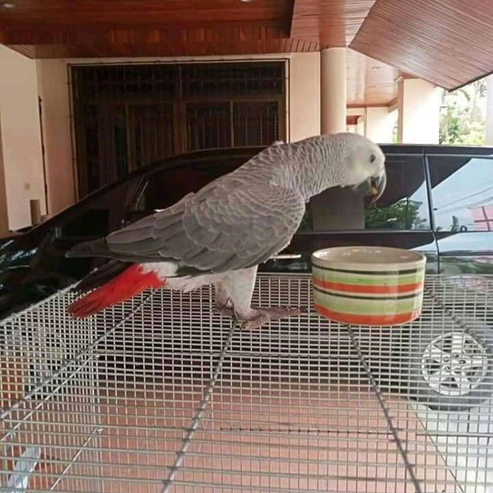 African Greys for sale in Norway