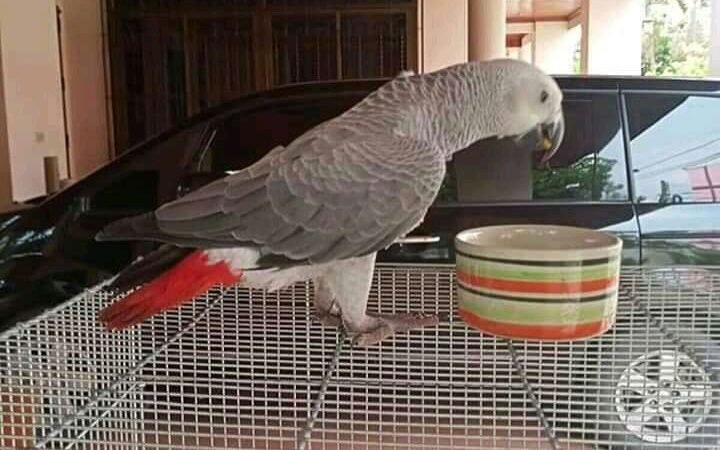 African Grey breeders in Germany