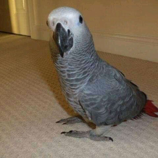 African Greys for sale in Sweden