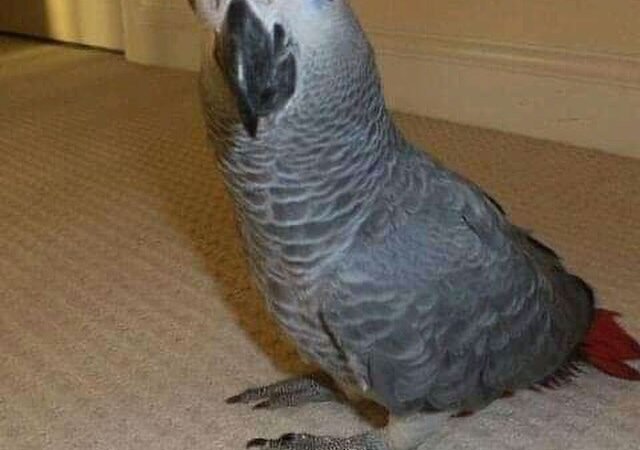 African Greys in Norway