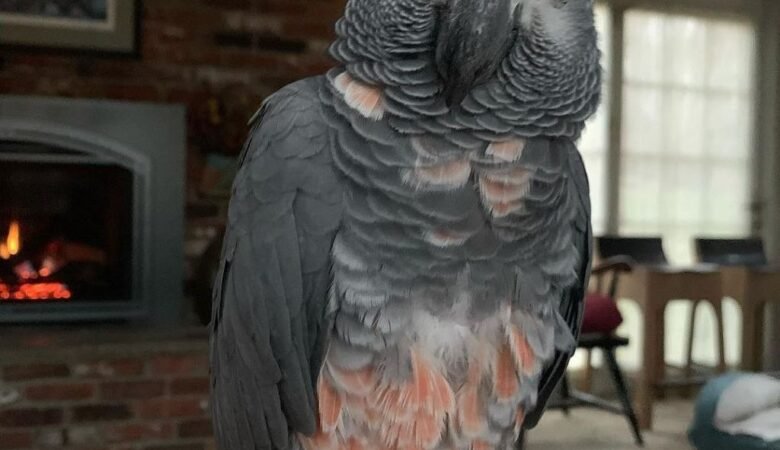 African Greys for sale in Germany
