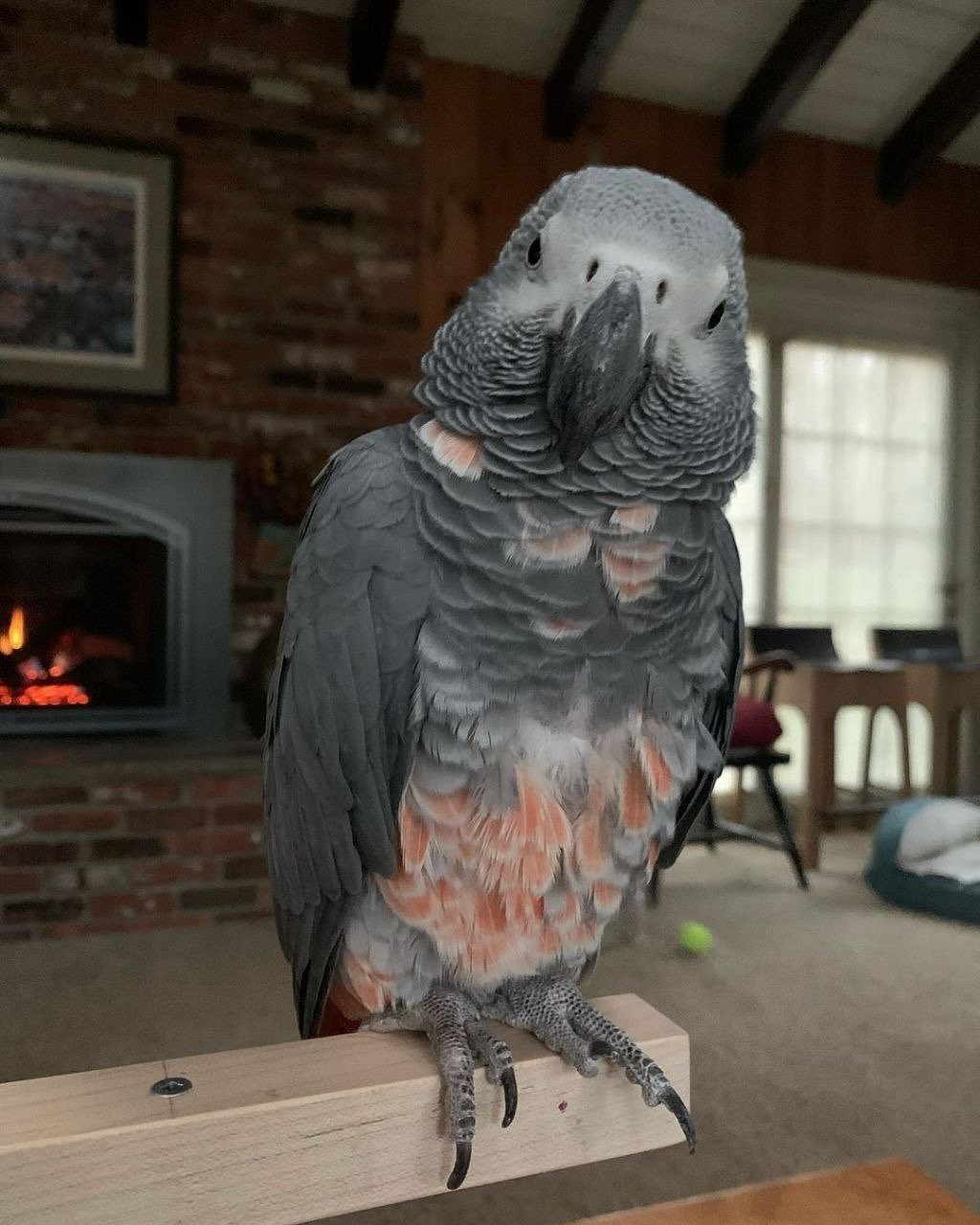 African Greys for sale in Germany