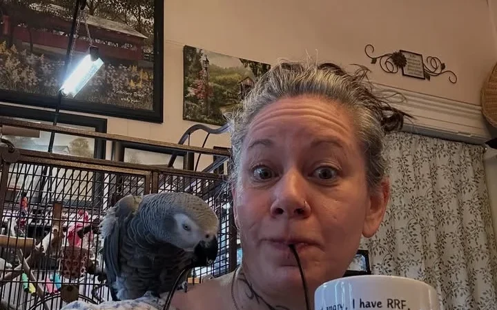 African Greys in New Zealand