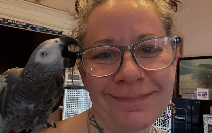 African Greys in Australia