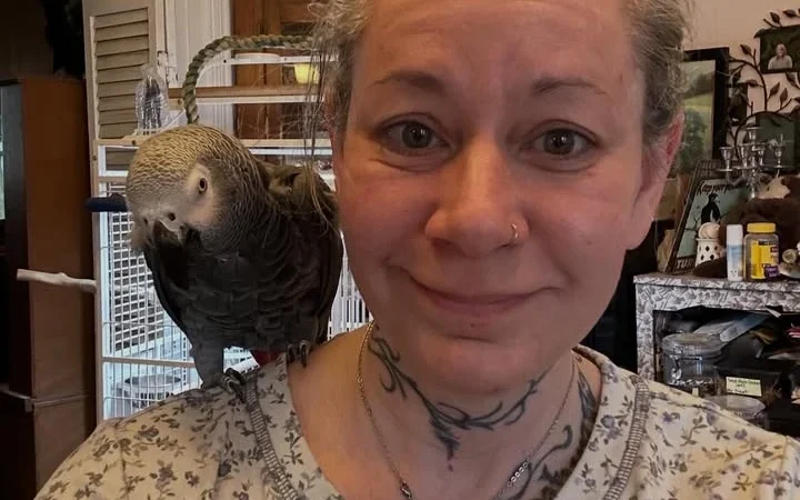 African Greys in Denmark