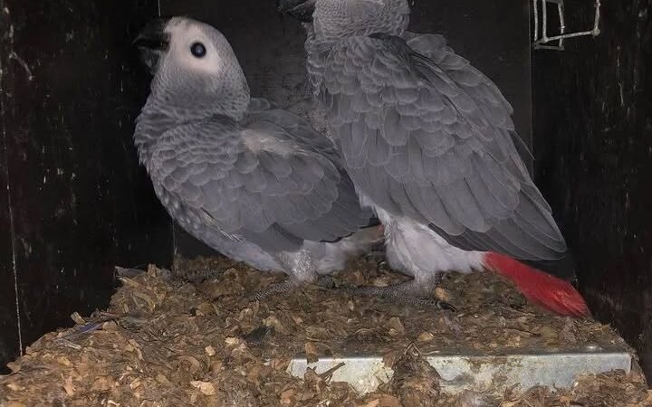 African Greys in Vermont