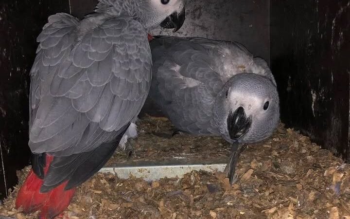 African Greys in Virginia