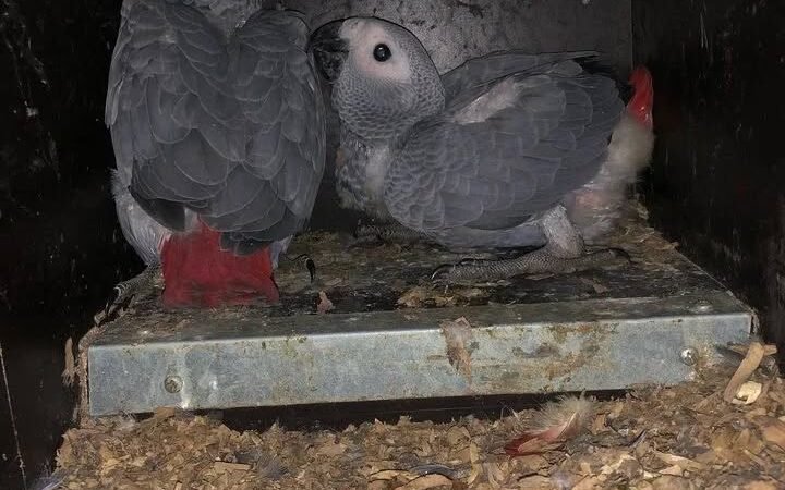 African Greys in Washington