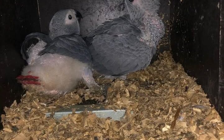 African Greys in West Virginia