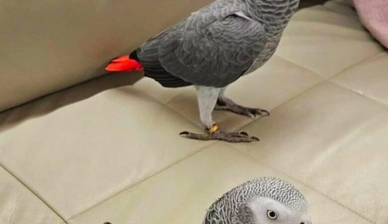 African Greys in Wisconsin