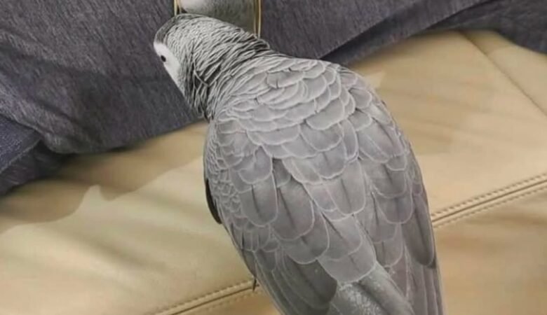 African Grey breeders in Indiana