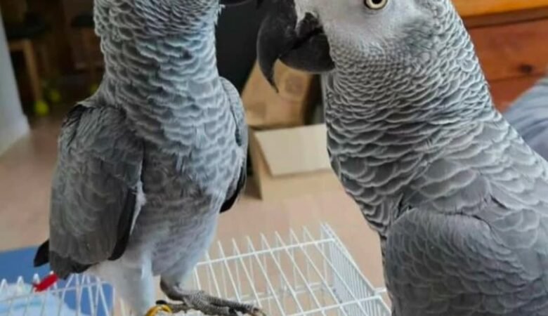 African Grey parrots for sale San Joaquin County