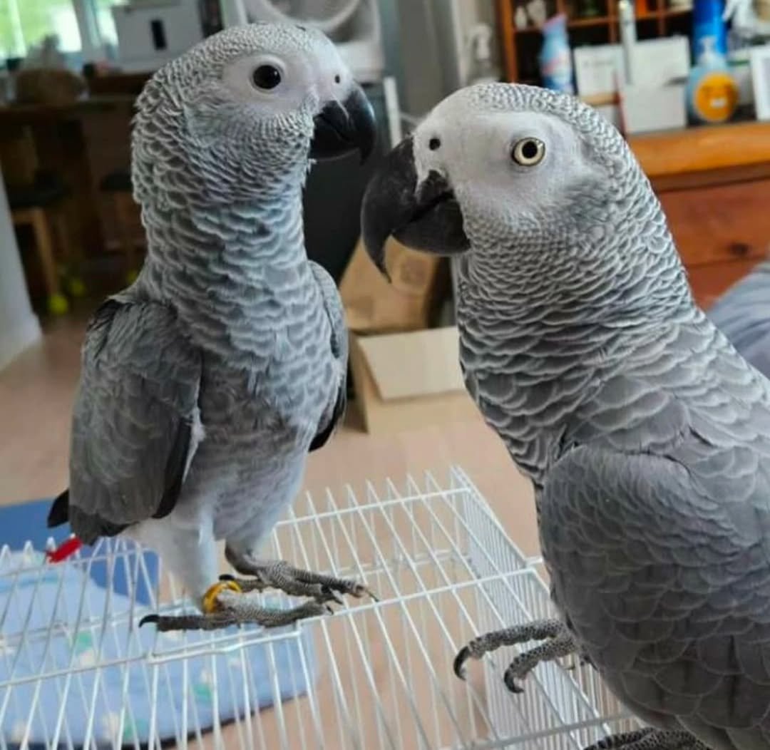 African Grey birds for sale France