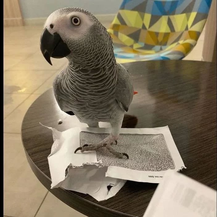 African Grey parrots in Alaska