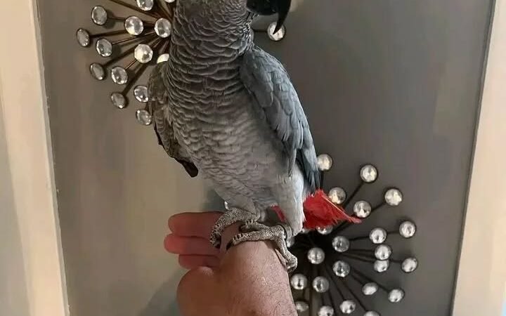 African Grey birds for sale California