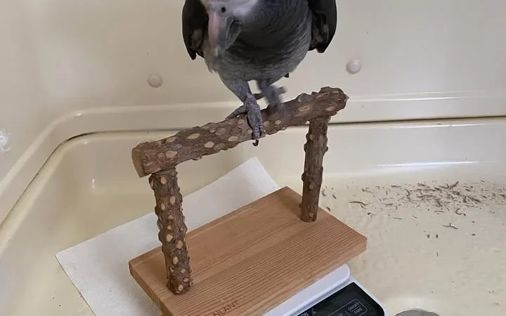 African Grey birds for sale Wisconsin