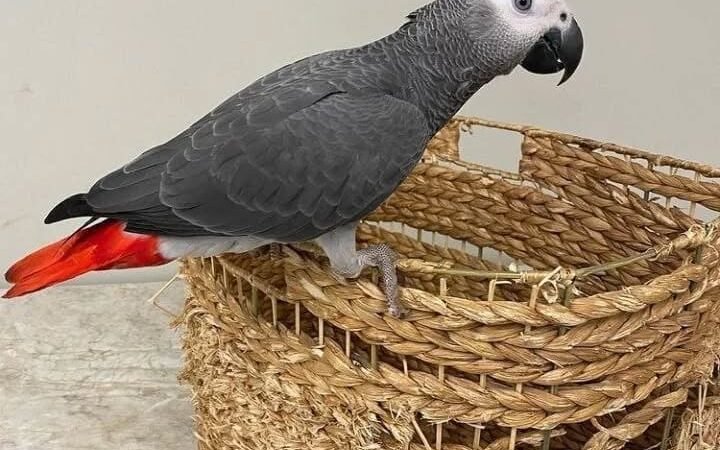 African Greys in Oregon