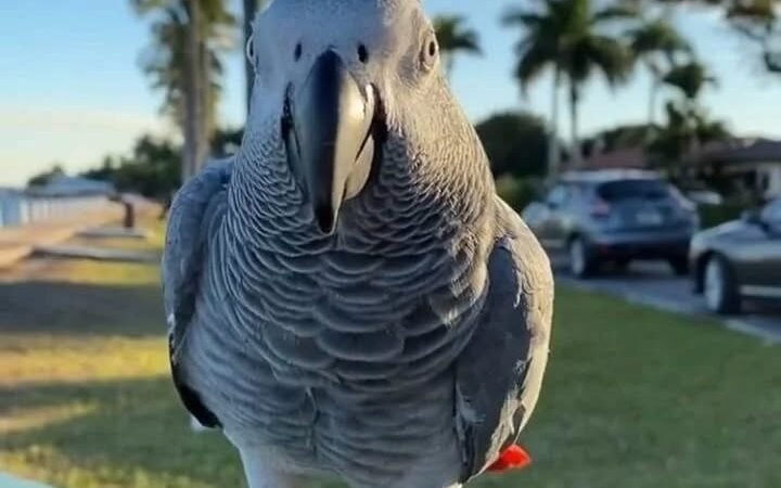 African Greys in Utah