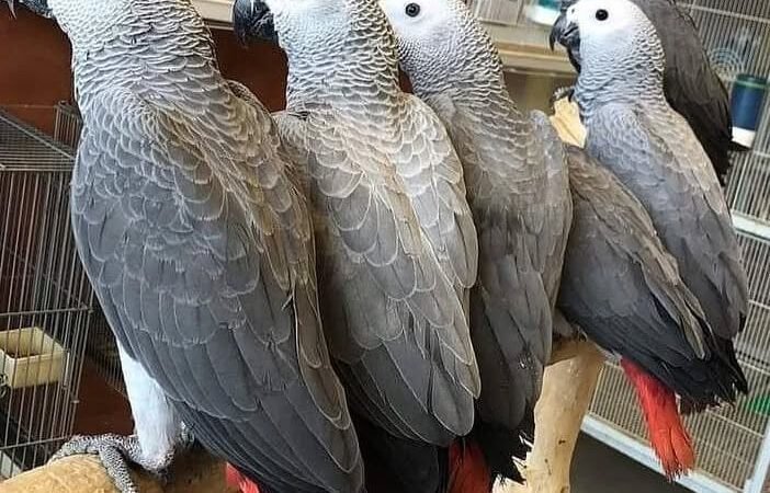 African Greys in South Carolina