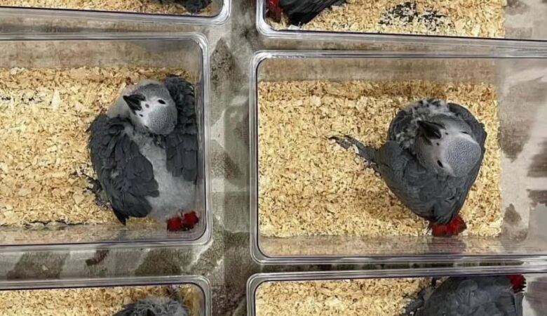 African Grey parrots in Norway