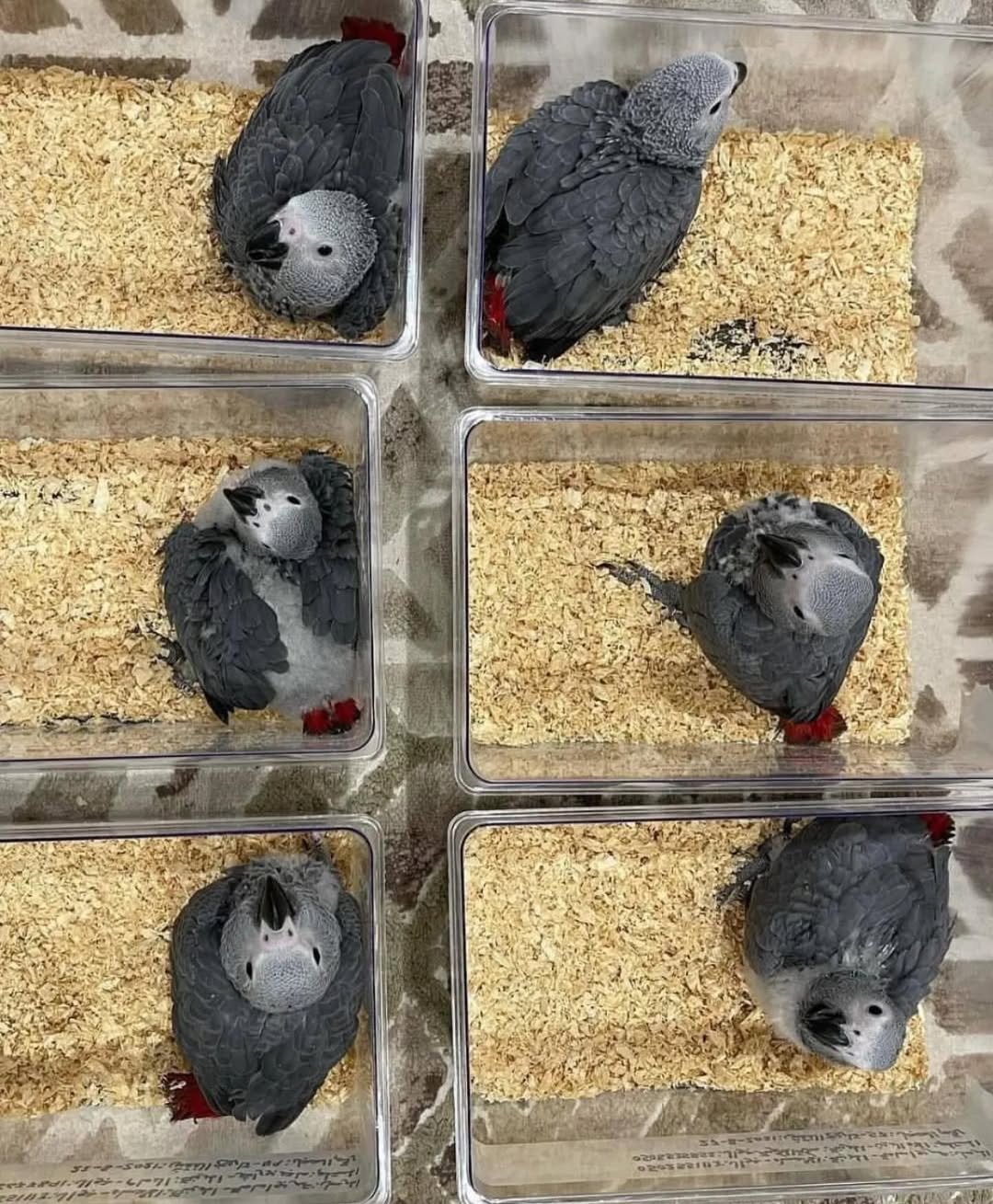 African Grey parrots in Norway