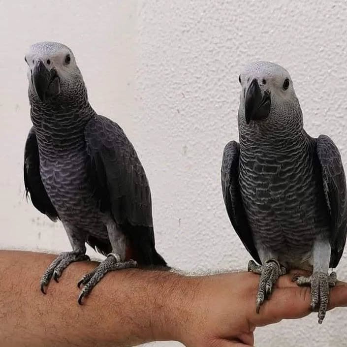 African Grey parrots in Sweden