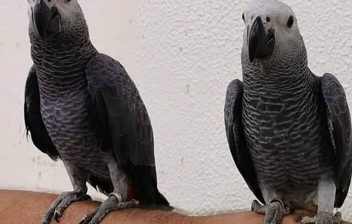 African Greys in Tennessee