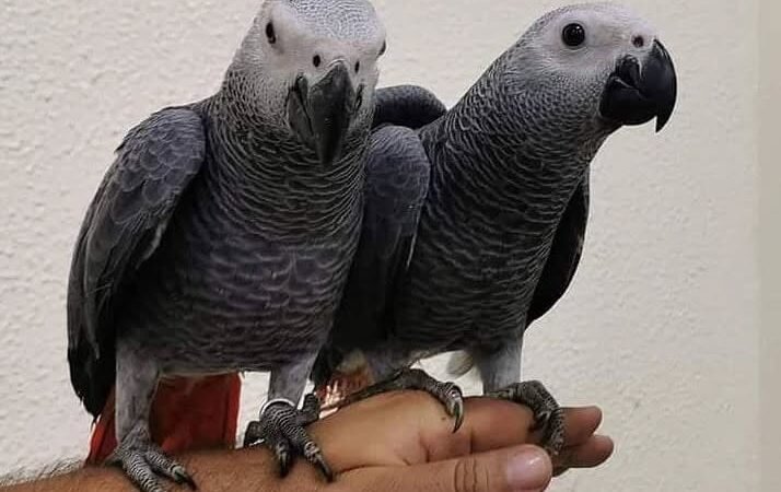 African Grey parrots in Netherlands