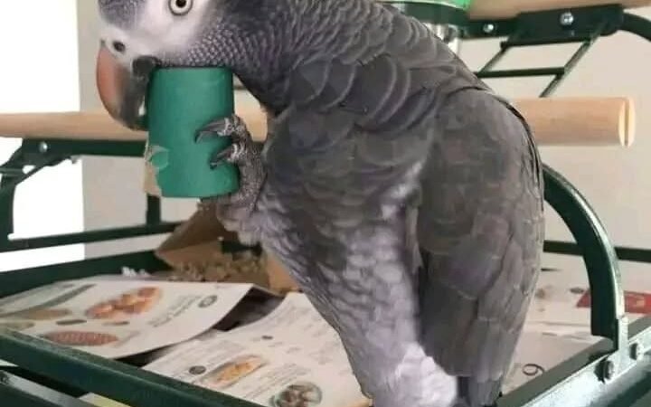 African Greys in Rhode Island