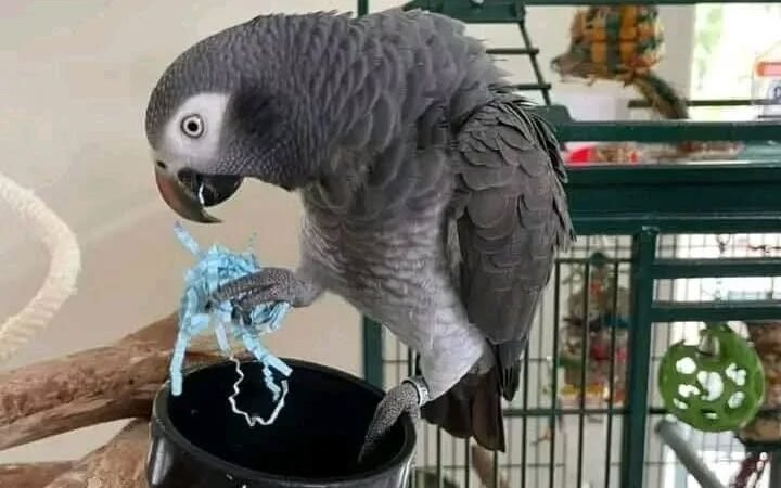 African Greys in Montana