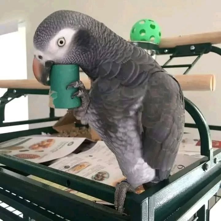 African Grey birds for sale Texas