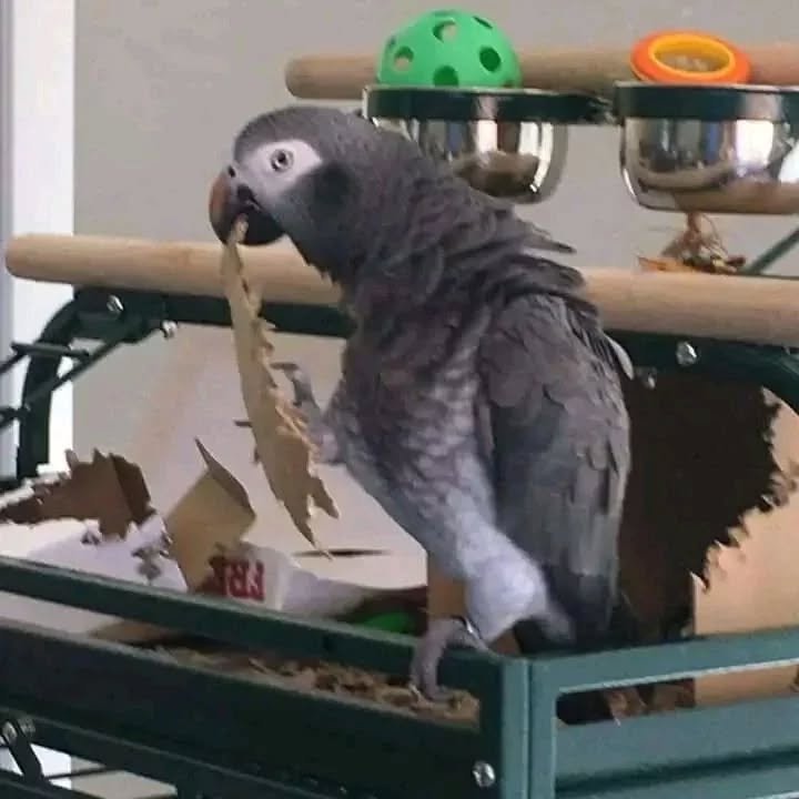 African Grey birds for sale Utah