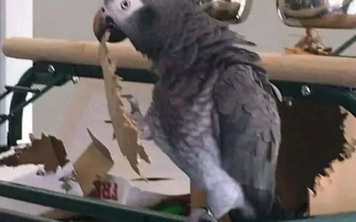 African Greys in Nevada