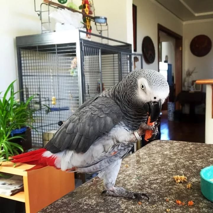 African Grey birds for sale Wyoming