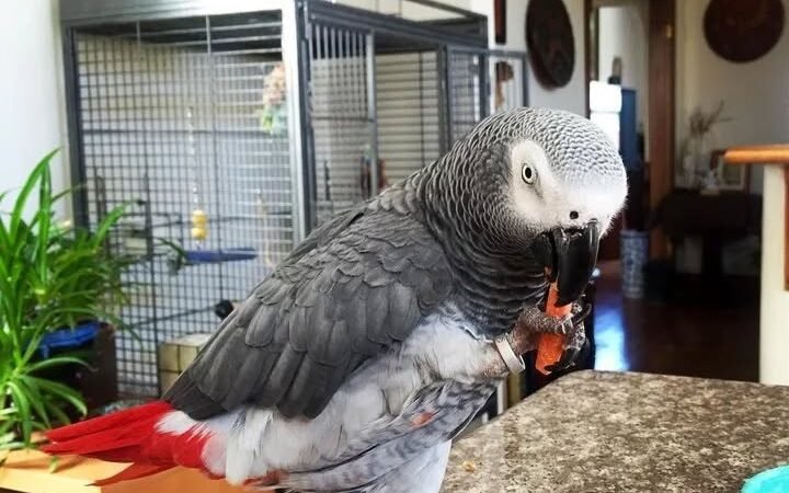 African Greys in North Dakota