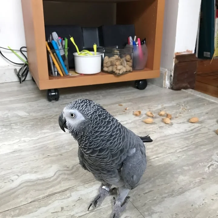 African Grey birds for sale Mexico