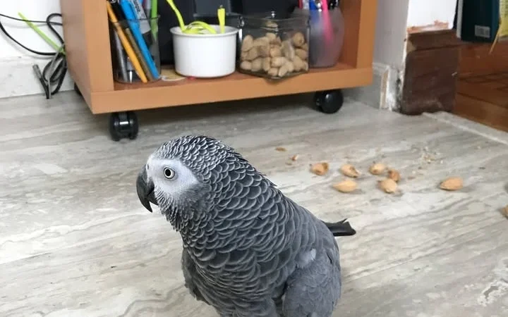 African Greys in North Carolina