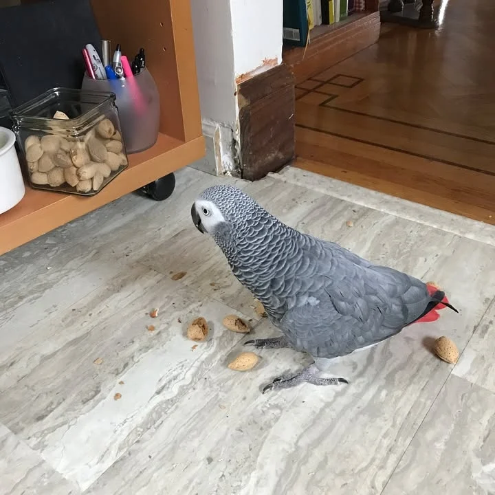 African Grey birds for sale West Virginia