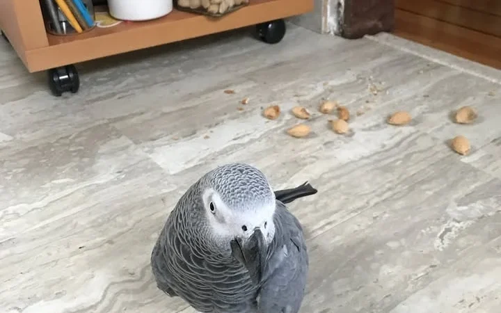 African Grey birds for sale Washington