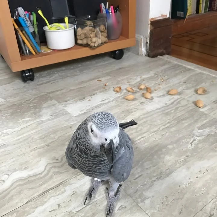 African Grey birds for sale Washington