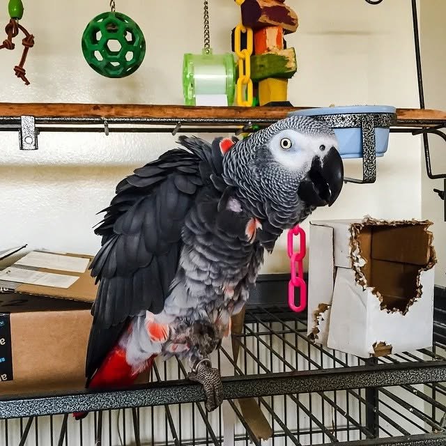 African Grey birds for sale Virginia