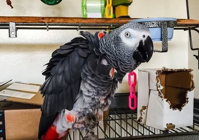 African Greys in New Jersey