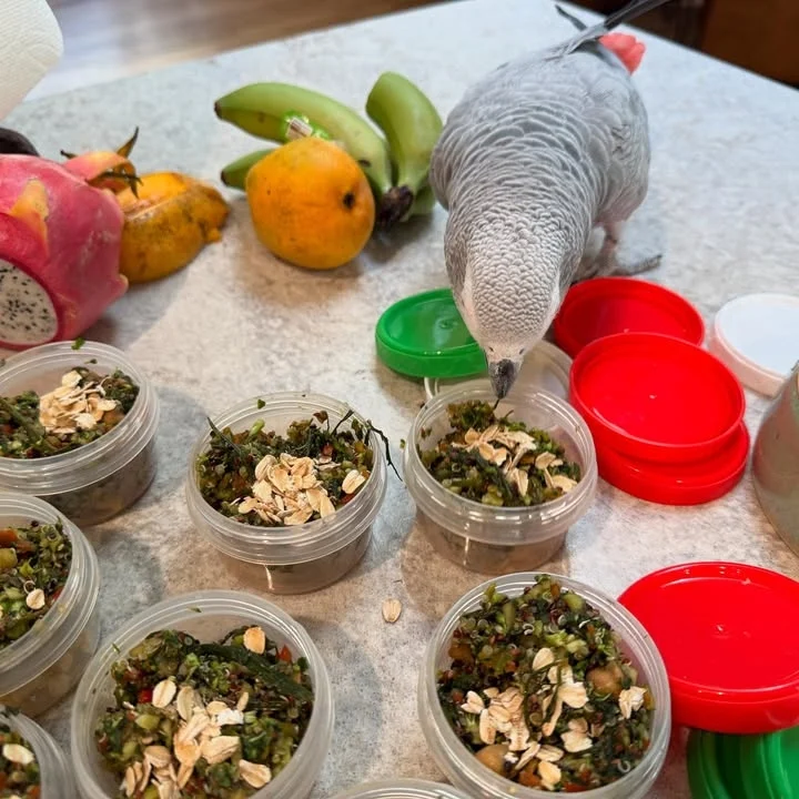 African Grey birds for sale Sweden