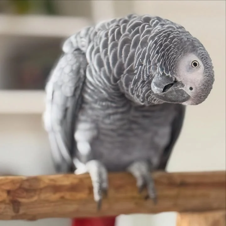African Grey birds for sale Norway