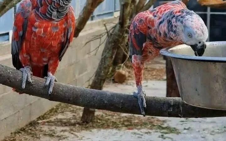 African Greys in Indiana