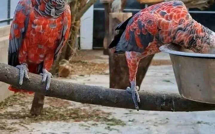 African Greys in Illinois